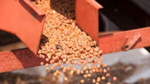 Princes forecasts 60 per cent pea yield as growers trial chickpeas