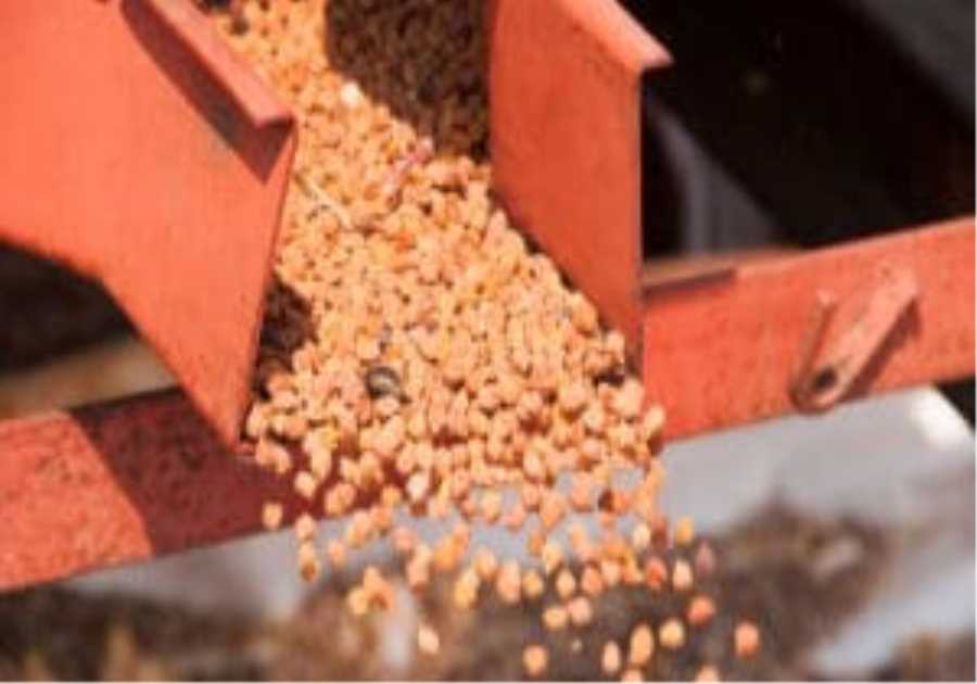 Princes forecasts 60 per cent pea yield as growers trial chickpeas