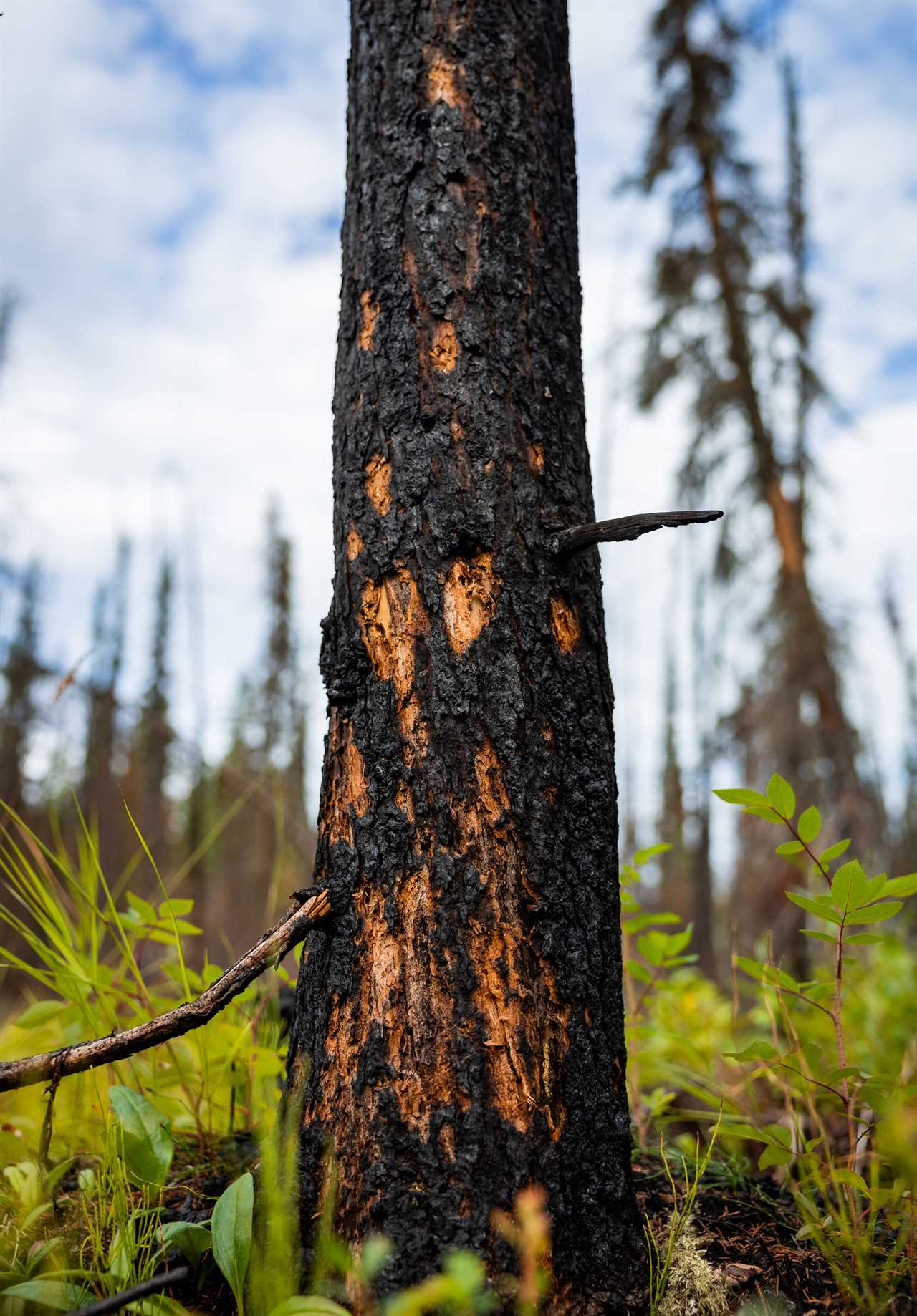 Inside the quest to combat Arctic fires and save the planet’s frozen carbon